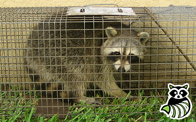 Jennings trapping
